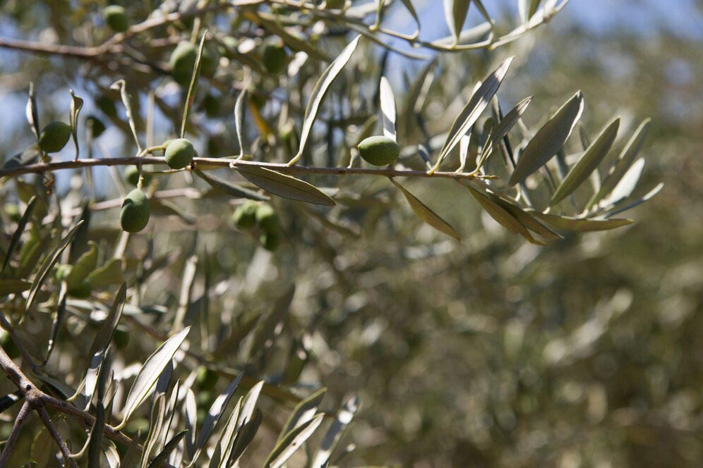 Olivier avec des olives pour fabriquer de l'huile, comme l'huile d'olive de Nyons labelisée AOP et utilisée dans les formules des savons de La Savonnerie de Nyons