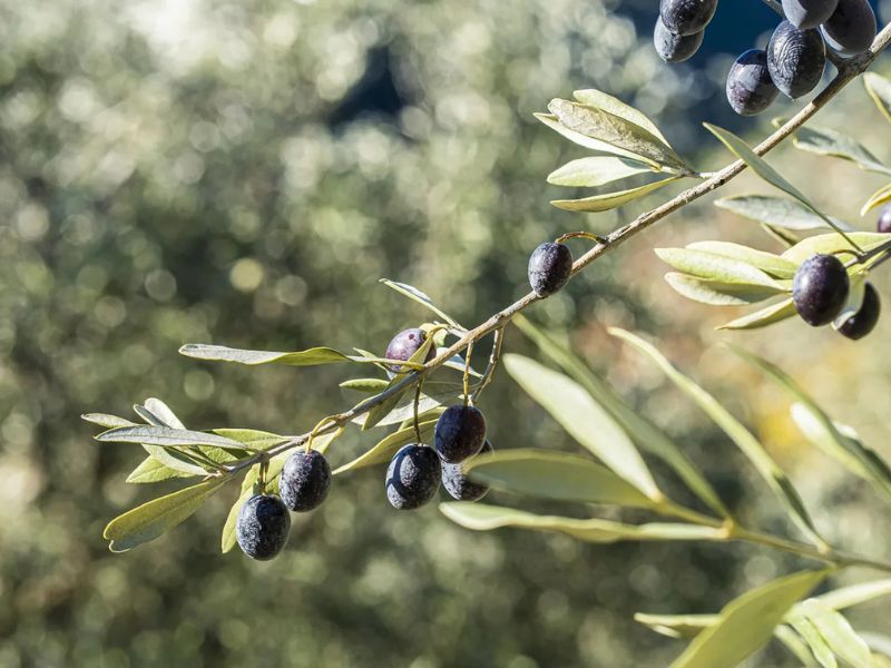 Oliviers verdoyants à Nyons avec des olives Tanche, symbole du patrimoine oléicole de la région