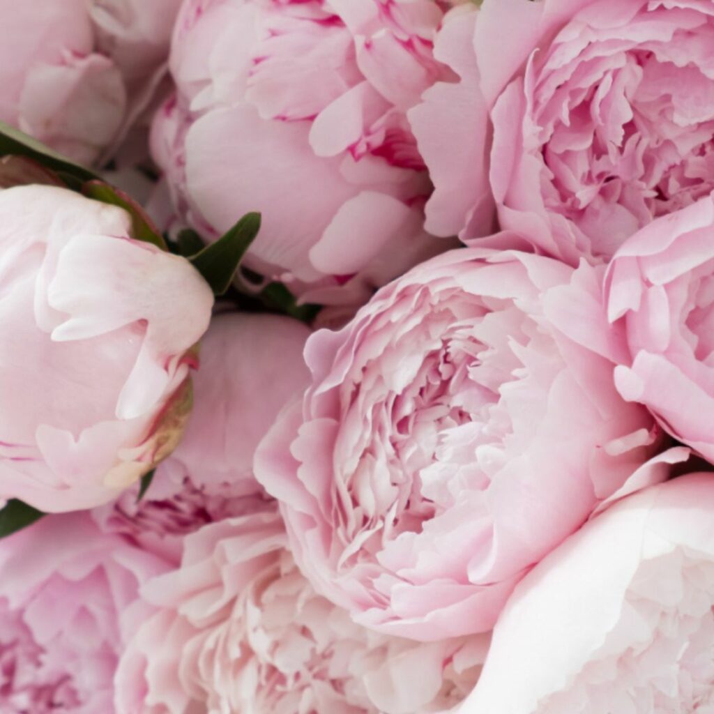 Bouquet de pivoines roses en gros plan