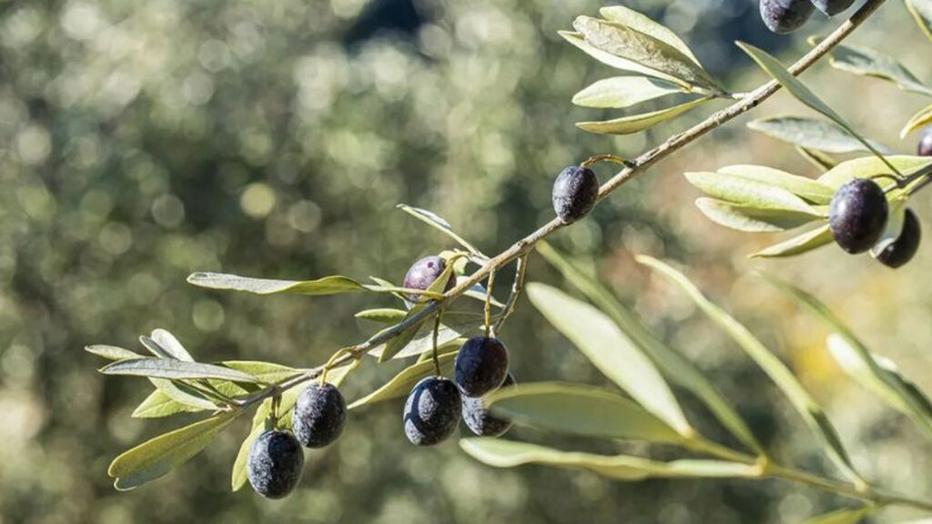 Oliviers verdoyants à Nyons avec des olives Tanche, symbole du patrimoine oléicole de la région