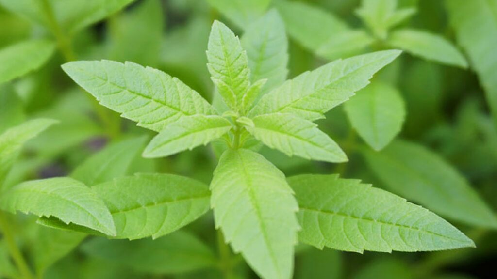 les bienfaits de la verveine